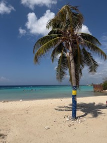 Island life beach and study-Avalon Island life beach and study-Avalon